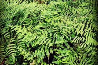 Like Ferns