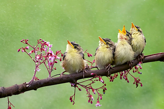 Birds singing on branch
