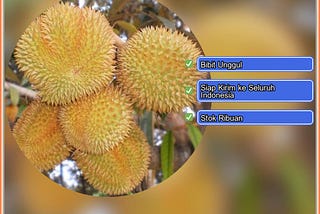 Harga Bibit Durian Matahari Purworejo