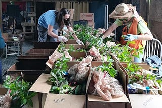 Two volunteers pack food boxes with leafy greens and root vegetables for Farmer Frog, April 2022, Paradise Farm, Woodinville, WA, USA.
