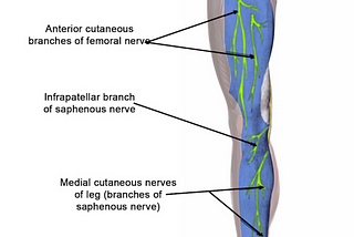 Saphenous nerve knee pain-How your back pain can cause your knee pain (and how your knee pain can…