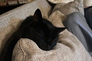 Black cat sleeping on top of couch cushion