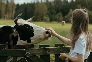 A young girl pets a cow