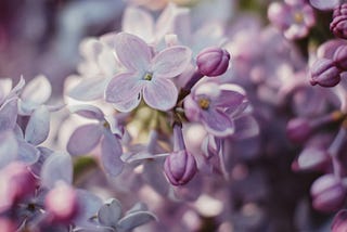 The Scent of Lilac