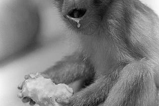 Black & white photo of a monkey eating an apple, with slurp unattractively dripping from his mouth.