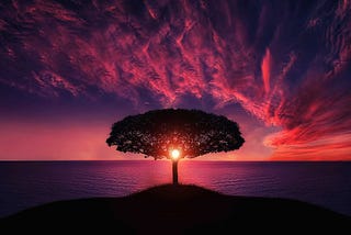 Sunrise through a tree