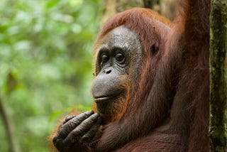Politically connected firm seeks to profit as Indonesian government cuts down orangutan habitat
