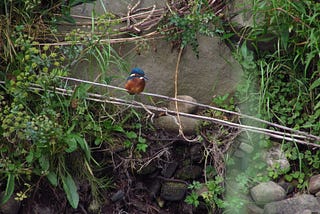 to capture a kingfisher