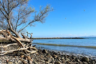 A fallen — yet living — tree on a rocky pebble beach with gentle waves and birds flying overhead.