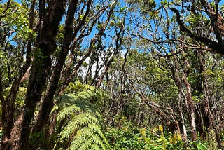 Aliens in the Forest: A Video from Koke`e State Park, Kauai