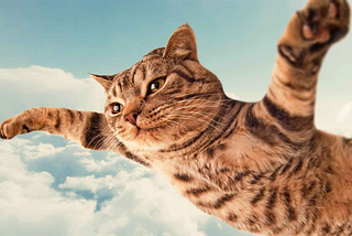 Two important reasons we decided to produce When Cats Fly
