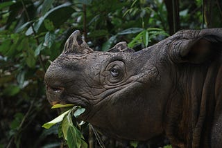 How the Sumatran Rhino Taught Me to Rethink AI