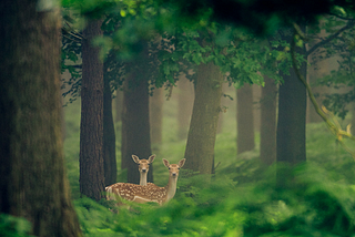 Knole Park, UK