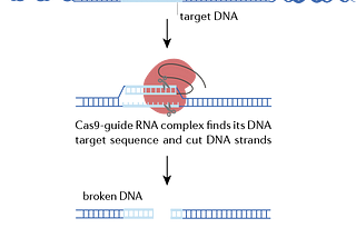 What we talk about when we talk about CRISPR