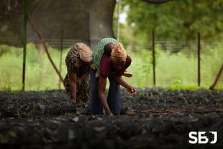 Cultivating Innovation: How International Organizations are Growing Africa’s Agricultural Future