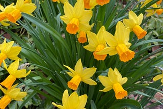 Then I saw a daffodil
