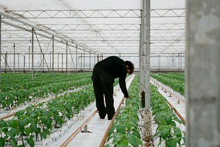 Can data and AI innovations move us towards higher quality sustainable cotton?