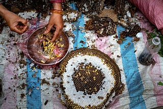 Hands sorting larvae from a wasp hive. The hive is in sections. The poem on this page is about how people transform into a hivemind in their collective thoughts rather than people thinking for themselves. The image of a hive is central to the poem’s message. | Photo Courtesy: Quang Nguyen Vinh, Pexels
