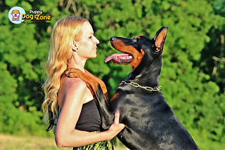 Most Important Doberman Training Tips