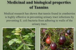 This image shows the multiple beneficial of tannin compound.