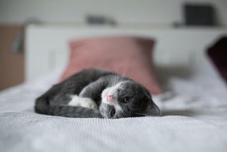 Gray and white cat resting with their head turned on top of a bed