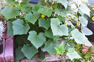 An image of a healthy cucumber plant.