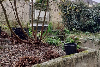 Gardener’s Pledge: my tiny dewilded garden 9