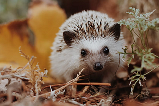 How Often Should I Play With My Hedgehog?