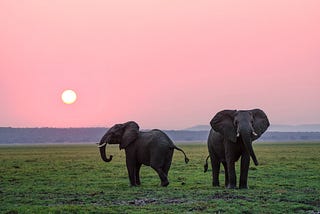 Two elephants
