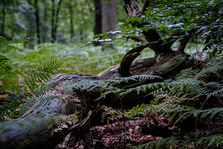 Deadwood & Underbrush