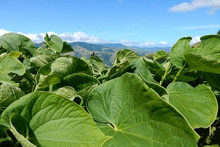 What is Kava??