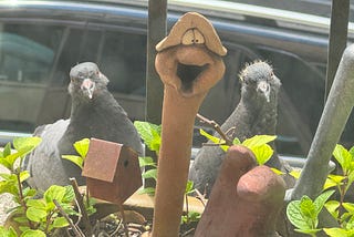 My Pigeon Babies have Flown the Coup