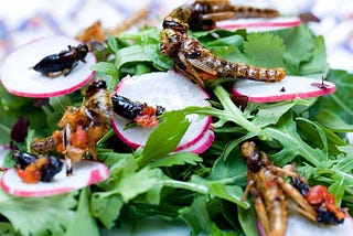 Edible Insects for Dinner and Discussion