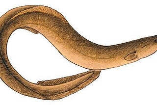 MY HOVERCRAFT IS FULL OF EELS - An Important Life Lesson I Learnt From Monty Python.