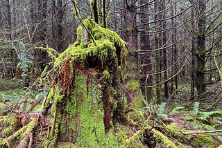 Thick moss covers a rotting tree stump in a thick forest.