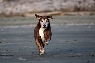 Day for Dogs: Remembering Laddie