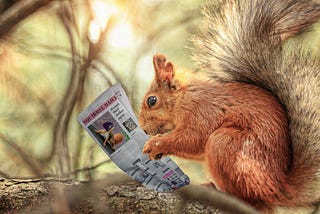 A red squirrel sits on a tree branch and reads a newspaper. We presume he’s reading the obituaries.