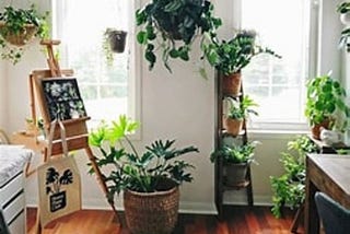 Choosing and Buying Houseplants
