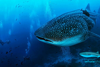 A crusing whale sahrk with divers in the background taking photos. Part of dive on the Galapagos Islands.