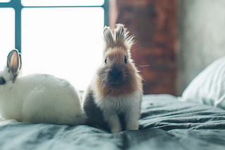 5 Reasons You Should Adopt A Pet Rabbit