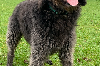 A black standard labradoodle dog