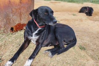 A Bond of Trust: How Bianca Stole Hearts and Taught Us About Resilience