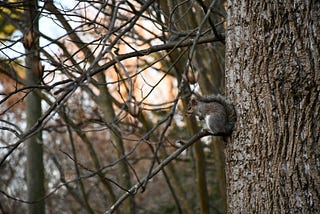 Squirrel STEM