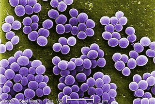 Unlocking the Mystery of Staphylococcus aureus (S.