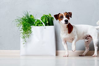 Pasta de ervas para alimentação de pets!