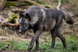 A black and silver timber wolf stalks its prey. Depositphotos | waitandshoot.
