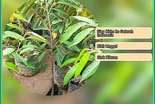 Jual Bibit Durian Cane Kota Banjarmasin