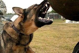 Champagne and the police dog