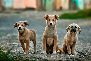 Mansfield: A Growing Hub for Dog Owners and the Rise of Professional Dog Training
