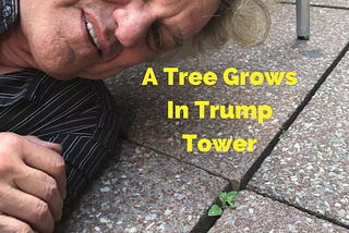 The Forest That Overwhelmed Trump Tower